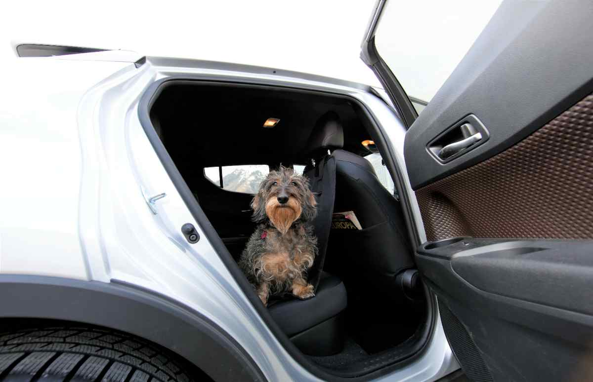 Por tu seguridad y la de tu mascota toma nota de como deberías llevar a tu perro en el coche.