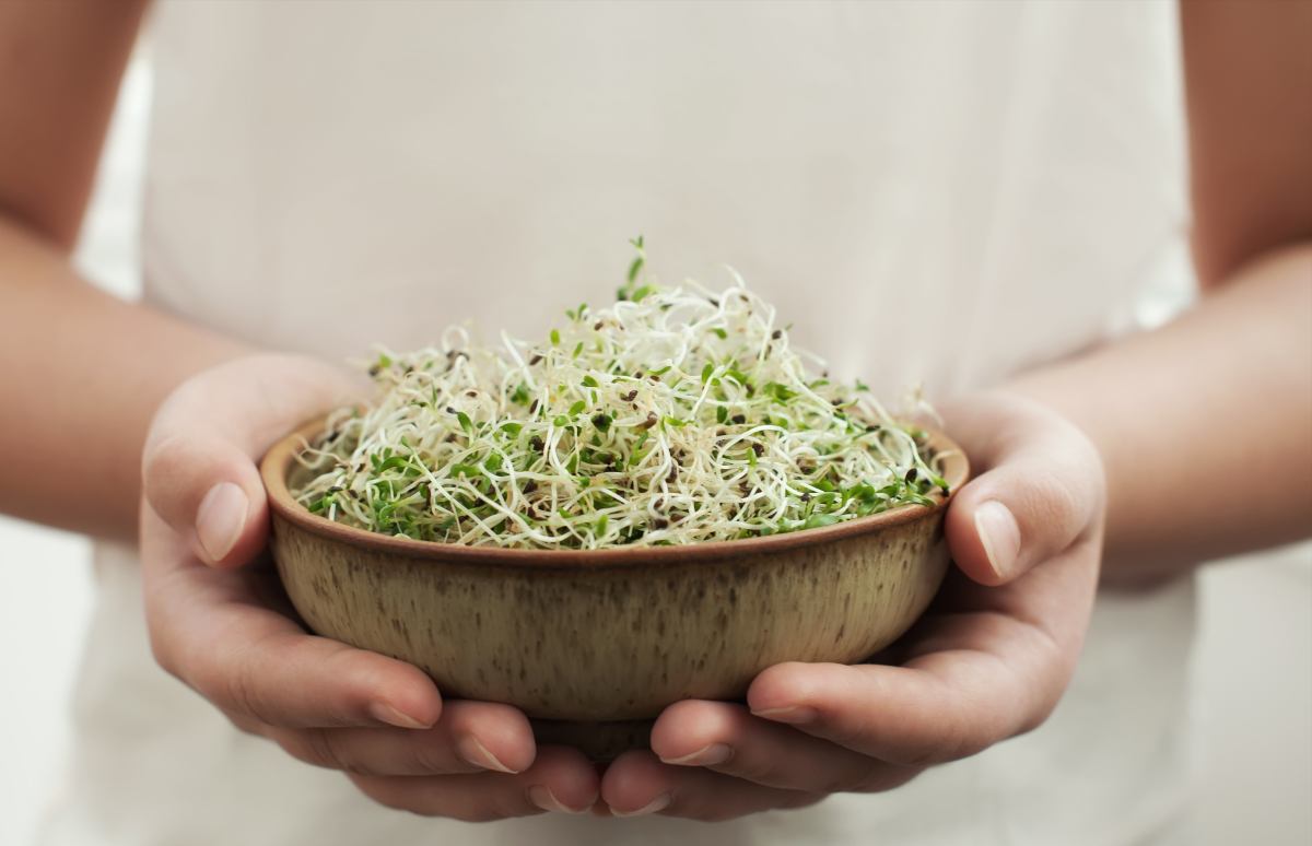 Comer semillas germinadas es sanísimo para nuestro organismo. Favorece la salud alargando nuestra vida.