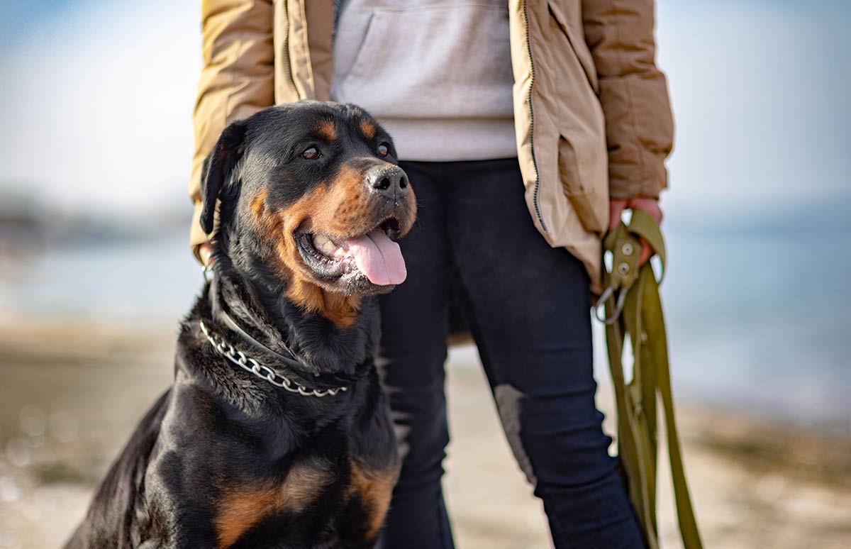 ¿Son los seguros para perros peligrosos muy distintos de los demás? Descubre en qué se diferencian.
