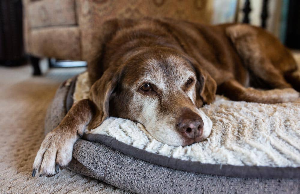 ¿Por qué adoptar una mascota senior?