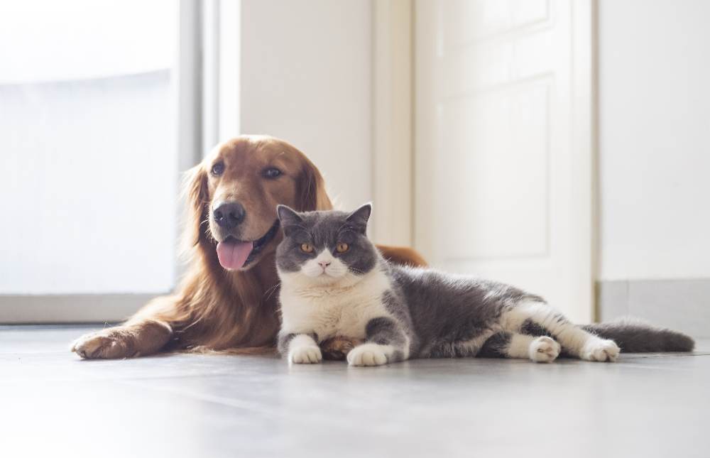 ¿Estás pensando tener una mascota? ¿Ya la tienes y está sin seguro? Aprende cómo puede ayudarte tener uno, y las condiciones que deben darse para que tu peludo y tú estéis tranquilos.