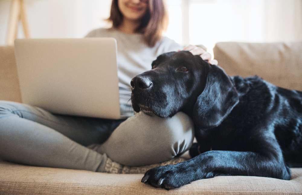 ¿Tienen algún tipo de cobertura nuestras mascotas en el seguro de hogar? ¿Todas ellas o hay especies en concreto que podrían beneficiarse de él?