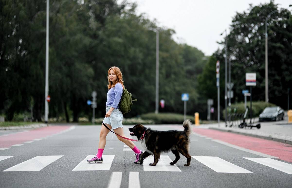 Si un perro es atropellado ¿qué papel juega el seguro? ¿Está cubierto? Descúbrelo.