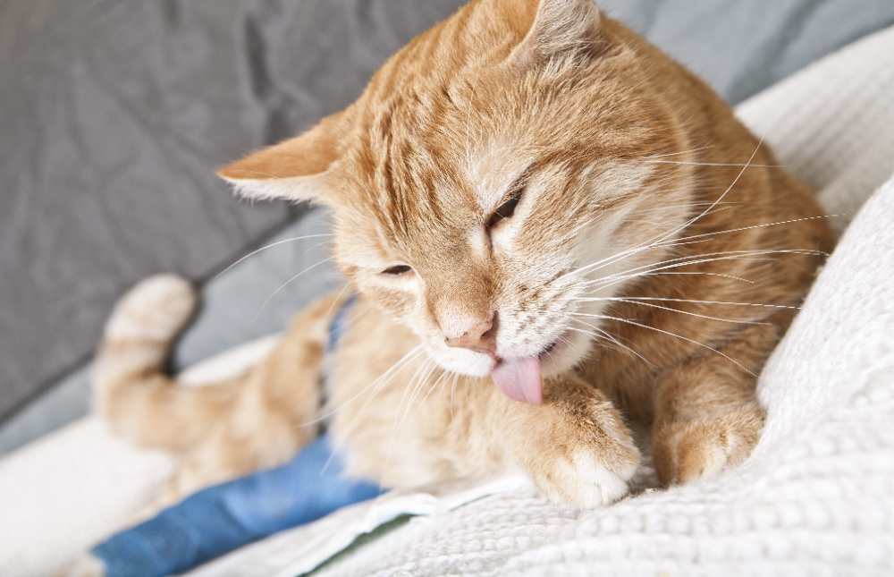 Cada vez más gente opta por tener un gato como mascota y le miman hasta en los últimos detalles. Para tenerlo a cuerpo de rey, nada mejor que hacerle un seguro privado. ¿Sabes qué cubre un seguro para gatos?
