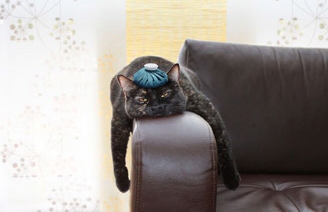 Enfermedades más comunes en los gatos
