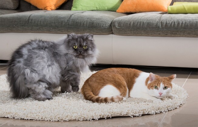 Consejos para tener un gato en un piso