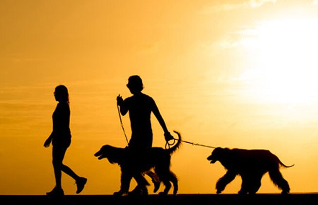 Silhouette people with the dog walking at sunset