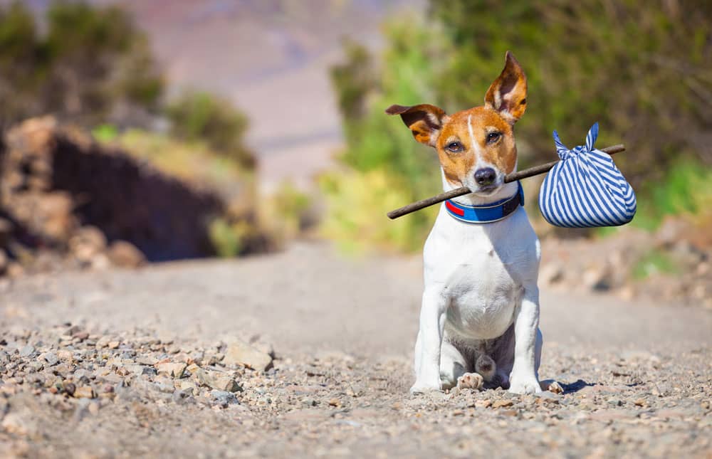 ¿Qué hacer si te roban o se pierde tu mascota? 
