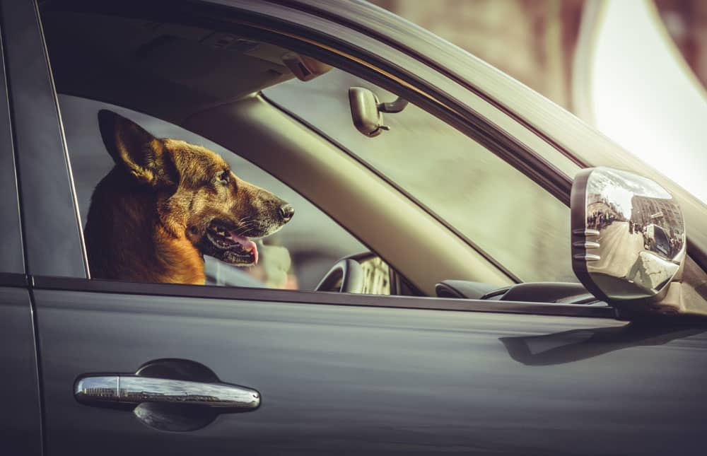 Aparece el “modo perro” para cuidar a tu mascota en el coche